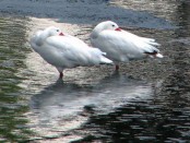 Coscoroba/Coscoroba Swan Coscoroba/Coscoroba Swan