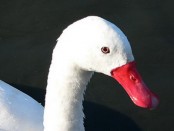 Coscoroba/Coscoroba Swan Coscoroba/Coscoroba Swan