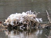 Coscoroba/Coscoroba Swan Coscoroba/Coscoroba Swan