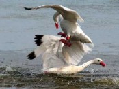 Coscoroba/Coscoroba Swan Coscoroba/Coscoroba Swan