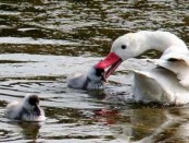 Coscoroba/Coscoroba Swan Coscoroba/Coscoroba Swan