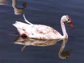 Coscoroba/Coscoroba Swan Coscoroba/Coscoroba Swan