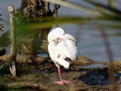 Coscoroba/Coscoroba Swan Coscoroba/Coscoroba Swan