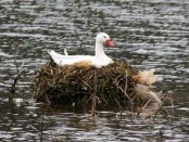 Coscoroba/Coscoroba Swan Coscoroba/Coscoroba Swan