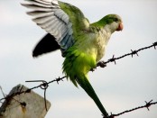 Cotorra/Monk Parakeet