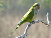 Cotorra/Monk Parakeet