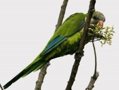 Cotorra/Monk Parakeet