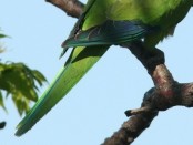Cotorra/Monk Parakeet