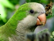 Cotorra/Monk Parakeet