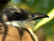Cuclillo canela/Dark-billed Cuckoo