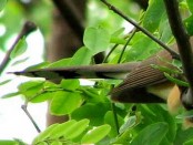 Cuclillo canela/Dark-billed Cuckoo