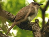 Cuclillo chico/Ash-colored Cuckoo