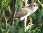 Cuclillo chico/Ash-colored Cuckoo