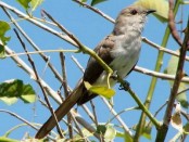 Cuclillo chico/Ash-colored Cuckoo
