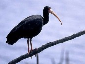 Cuervillo cara pelada/Bare-faced Ibis