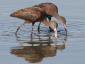 Cuervillo de cañada/White-faced Ibis