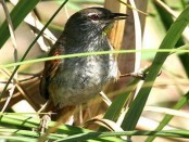 Curutié ocraceo/Sulphur-bearded Spinetail