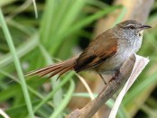 Curutié ocraceo/Sulphur-bearded Spinetail