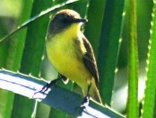 Doradito común/Warbling Doradito