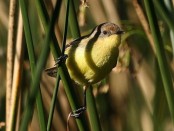 Doradito común/Warbling Doradito