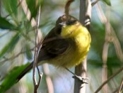 Doradito común/Warbling Doradito