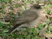 Dormilona cara negra/Dark-faced Ground-Tyrant Dormilona cara negra/Dark-faced Ground-Tyrant