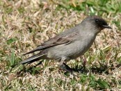 Dormilona cara negra/Dark-faced Ground-Tyrant Dormilona cara negra/Dark-faced Ground-Tyrant
