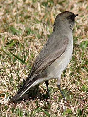 Dormilona cara negra/Dark-faced Ground-Tyrant Dormilona cara negra/Dark-faced Ground-Tyrant