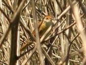 Espartillero enano/Red-capped Wren-Spinetail