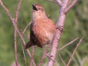 Espinero pecho manchado/Freckle-breasted Thornbird Espinero pecho manchado/Freckle-breasted Thornbird