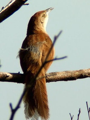 Espinero pecho manchado/Freckle-breasted Thornbird Espinero pecho manchado/Freckle-breasted Thornbird
