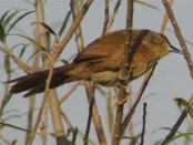 Espinero pecho manchado/Freckle-breasted Thornbird Espinero pecho manchado/Freckle-breasted Thornbird