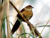 Espinero pecho manchado/Freckle-breasted Thornbird Espinero pecho manchado/Freckle-breasted Thornbird