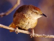 Espinero pecho manchado/Freckle-breasted Thornbird Espinero pecho manchado/Freckle-breasted Thornbird