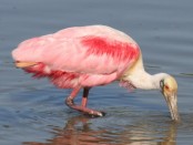 Espátula rosada/Roseate Spoonbill