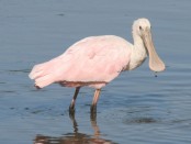 Espátula rosada/Roseate Spoonbill