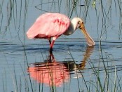 Espátula rosada/Roseate Spoonbill