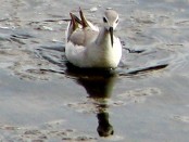 Falaropo común/Wilson's Phalarope
