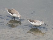 Falaropo común/Wilson's Phalarope
