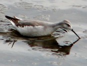 Falaropo común/Wilson's Phalarope