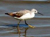 Falaropo común/Wilson's Phalarope