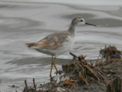 Falaropo común/Wilson's Phalarope