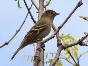 Fiofío silbón/White-crested Elaenia