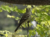 Fiofío silbón/White-crested Elaenia
