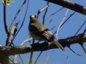 Fiofío silbón/White-crested Elaenia