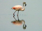Flamenco austral/Chilean Flamingo