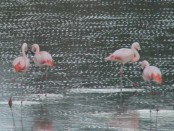 Flamenco austral/Chilean Flamingo