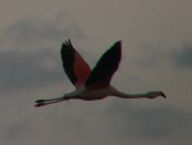 Flamenco austral/Chilean Flamingo