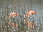 Flamenco austral/Chilean Flamingo