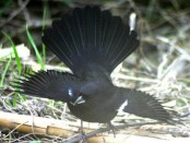 Frutero negro/White-lined Tanager Frutero negro/White-lined Tanager